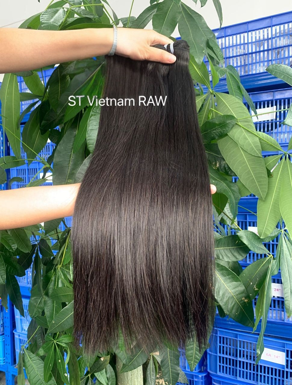 Raw Vietnamese Bundles